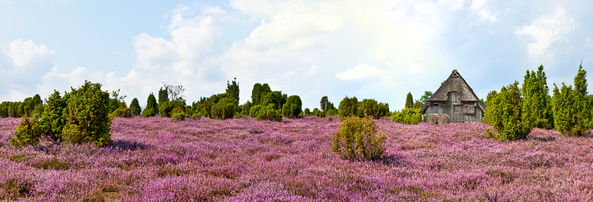 Heidschnuckenstall in der Heide Heidschnuckenstall in der Heide